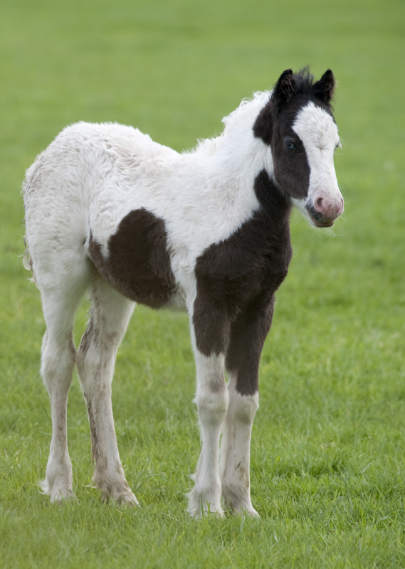 The foal